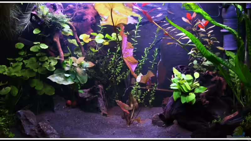 Aquarium am 09.07.2012 Aquarium am 09.07.2012