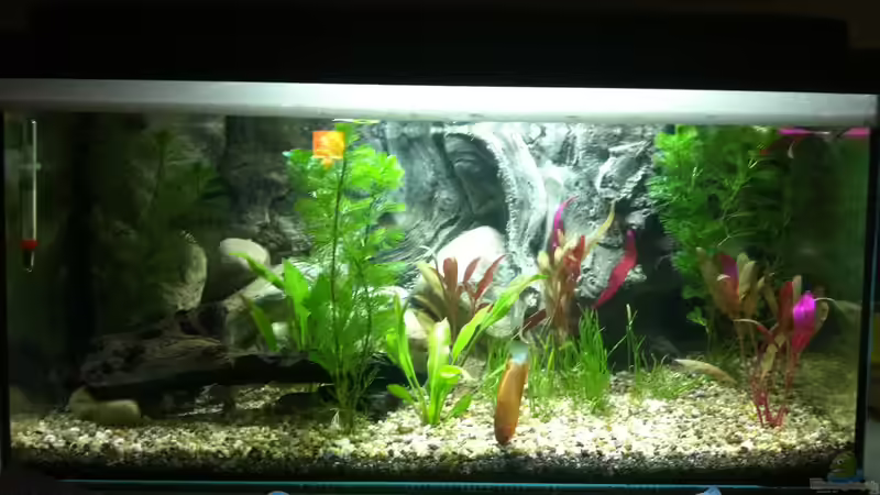 Aquarium am 11.02.2014 Aquarium am 11.02.2014