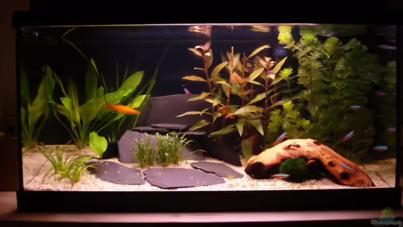 Aquarium am 25.März 2009 Front Aquarium am 25.März 2009 Front