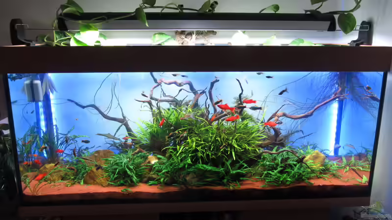 Aquarium Anfang 2014 Aquarium Anfang 2014