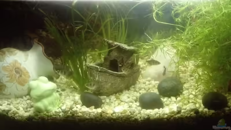 Aquarium AquaNero Aquarium AquaNero