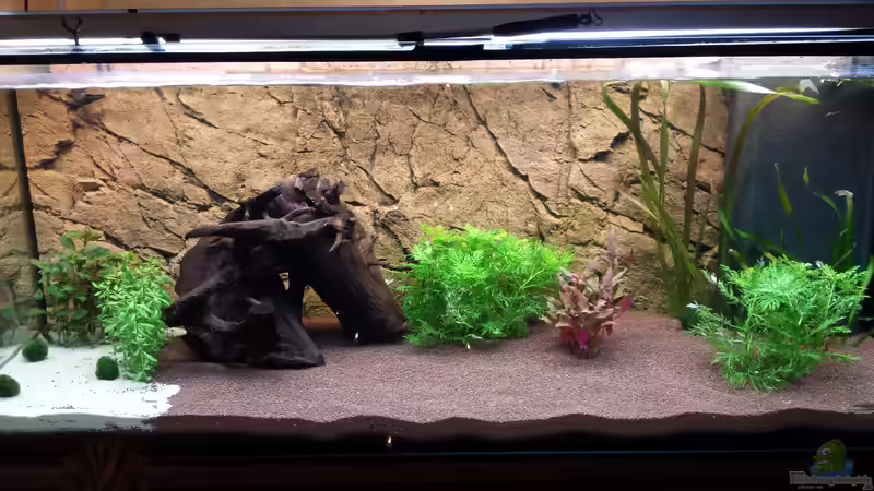 Aquarium Becken 28743 Aquarium Becken 28743