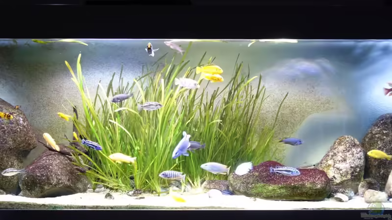 Aquarium bei Tag Aquarium bei Tag