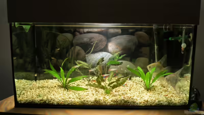 Aquarium Frontansicht Aquarium Frontansicht