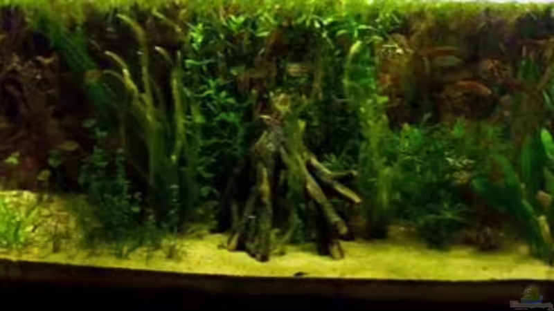 Aquarium gesammt Landschaft Aquarium gesammt Landschaft