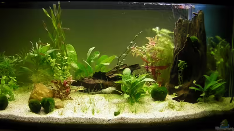 Aquarium Gesamtansicht am Tag der Einrichtung 21.01.2007 Aquarium Gesamtansicht am Tag der Einrichtung 21.01.2007