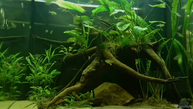 Aquarium Hauptansicht Aquarium Hauptansicht