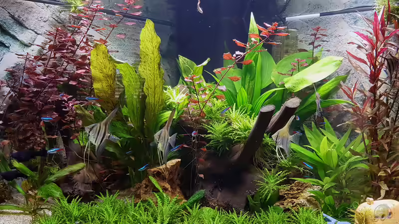 Aquarium Hauptansicht Aquarium Hauptansicht