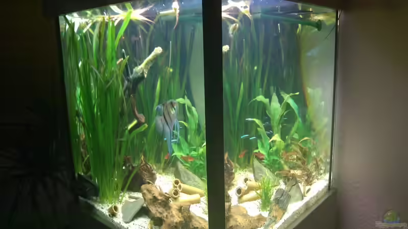 Aquarium Hauptansicht vom Südamerikawürfelchen Aquarium Hauptansicht vom Südamerikawürfelchen