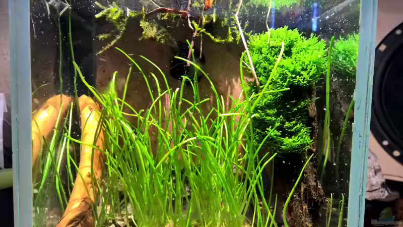 Aquarium Hauptansicht von ~ Wasserflohhausen ~ Aquarium Hauptansicht von ~ Wasserflohhausen ~