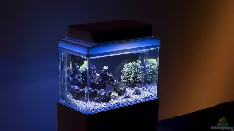 Aquarium Hauptansicht von 1,5l Nano - Aquarium Aquarium Hauptansicht von 1,5l Nano - Aquarium