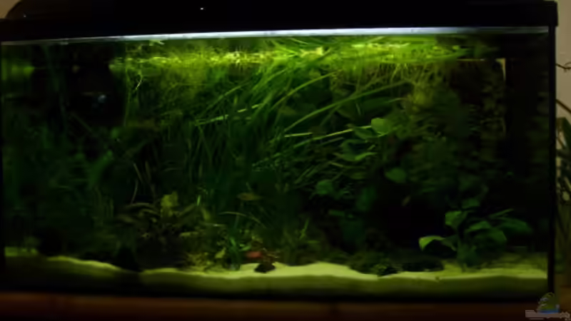 Aquarium Hauptansicht von 112 Liter Südamerika Aquarium Hauptansicht von 112 Liter Südamerika