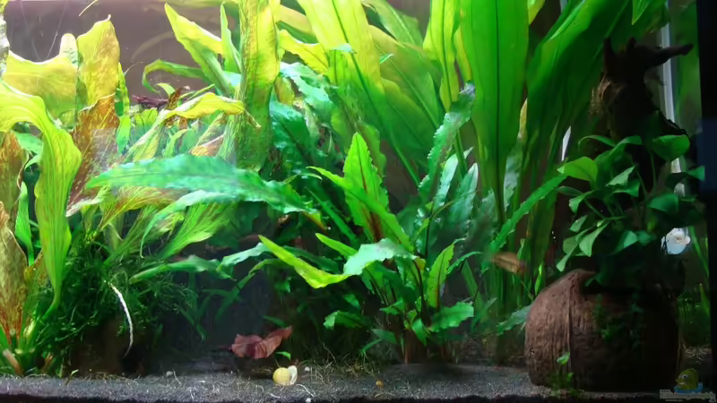 Aquarium Hauptansicht von 112er (abgebaut) Aquarium Hauptansicht von 112er (abgebaut)