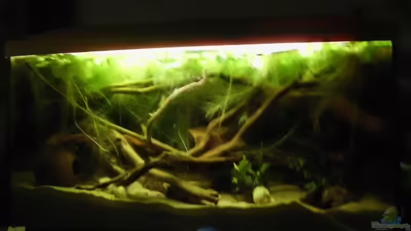 Aquarium Hauptansicht von 112l Wurzel jungel Aquarium Hauptansicht von 112l Wurzel jungel