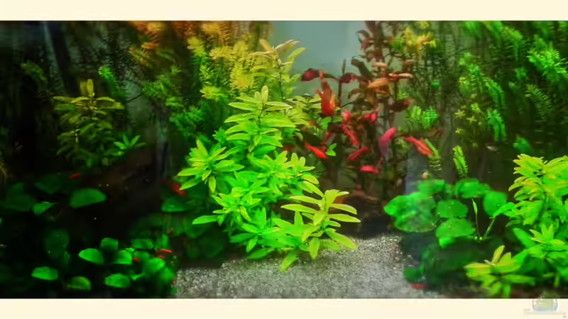 Aquarium Hauptansicht von 120l Asiabecken Aquarium Hauptansicht von 120l Asiabecken