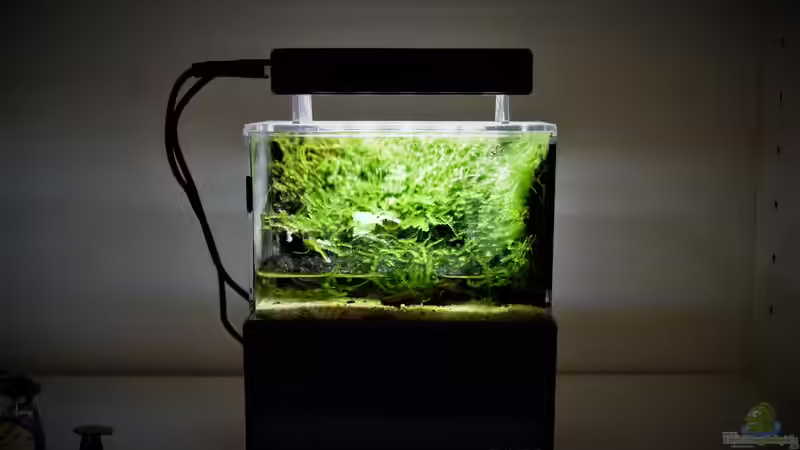 Aquarium Hauptansicht von 13 x 7,5 x 8 cm aufgelöst Aquarium Hauptansicht von 13 x 7,5 x 8 cm aufgelöst