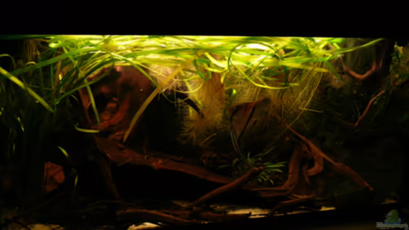 Aquarium Hauptansicht von 133er Aquarium Hauptansicht von 133er