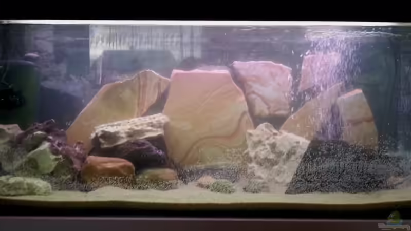 Aquarium Hauptansicht von 160 L Aufzuchts und Quarantänebecken Aquarium Hauptansicht von 160 L Aufzuchts und Quarantänebecken