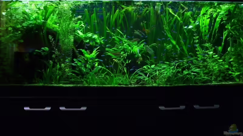 Aquarium Hauptansicht von 160cm Aquarium Hauptansicht von 160cm