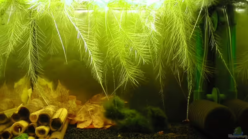 Aquarium Hauptansicht von 20 Liter Bienen Becken Aquarium Hauptansicht von 20 Liter Bienen Becken