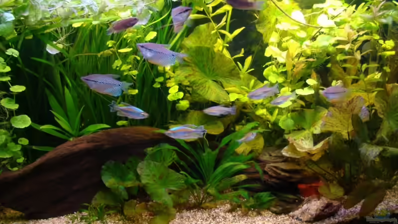 Aquarium Hauptansicht von 200 Liter Asien / Afrika Aquarium Hauptansicht von 200 Liter Asien / Afrika