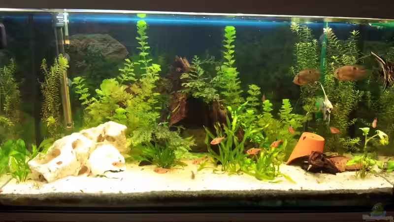 Aquarium Hauptansicht von 200 Liter Gesellschaftsbecken Aquarium Hauptansicht von 200 Liter Gesellschaftsbecken