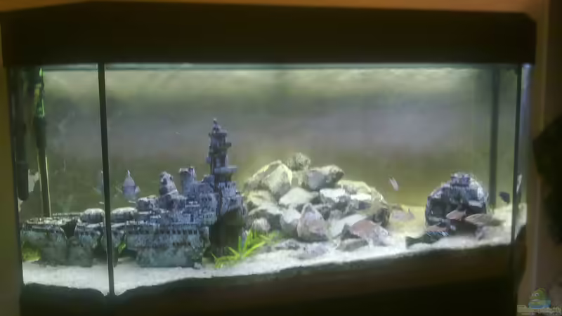 Aquarium Hauptansicht von 200er Blaupunktbuntbarsch Aquarium Hauptansicht von 200er Blaupunktbuntbarsch