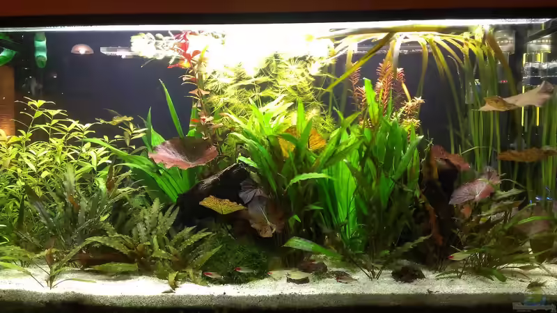 Aquarium Hauptansicht von 200er Aquarium Hauptansicht von 200er