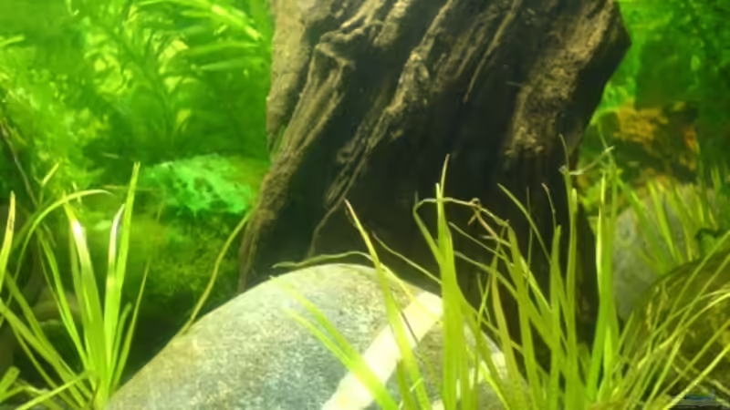 Aquarium Hauptansicht von 20l-sakura Aquarium Hauptansicht von 20l-sakura