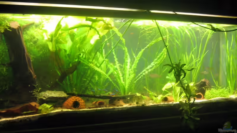 Aquarium Hauptansicht von 250l im Wohnzimmer Aquarium Hauptansicht von 250l im Wohnzimmer
