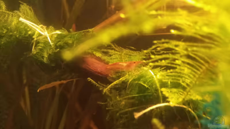 Aquarium Hauptansicht von 25l Boraras Aquarium Hauptansicht von 25l Boraras