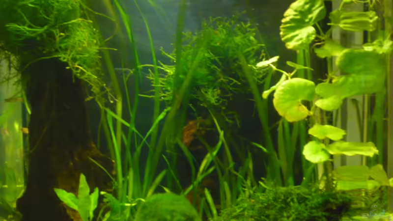 Aquarium Hauptansicht von 27 l Aquarium Hauptansicht von 27 l