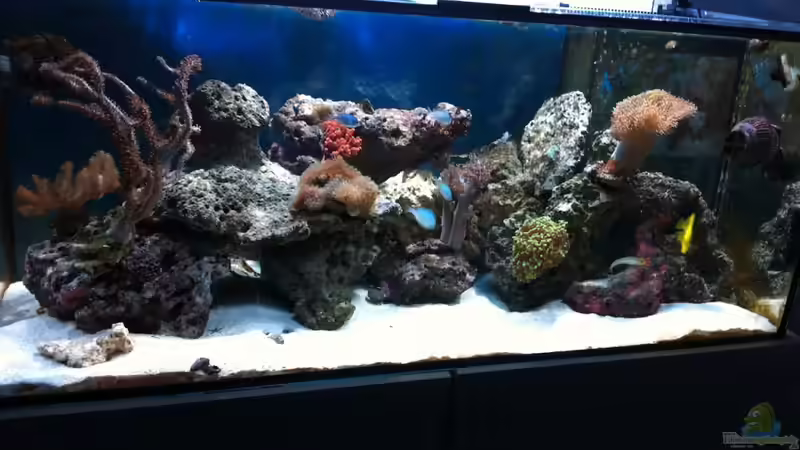 Aquarium Hauptansicht von 300L44 Aquarium Hauptansicht von 300L44