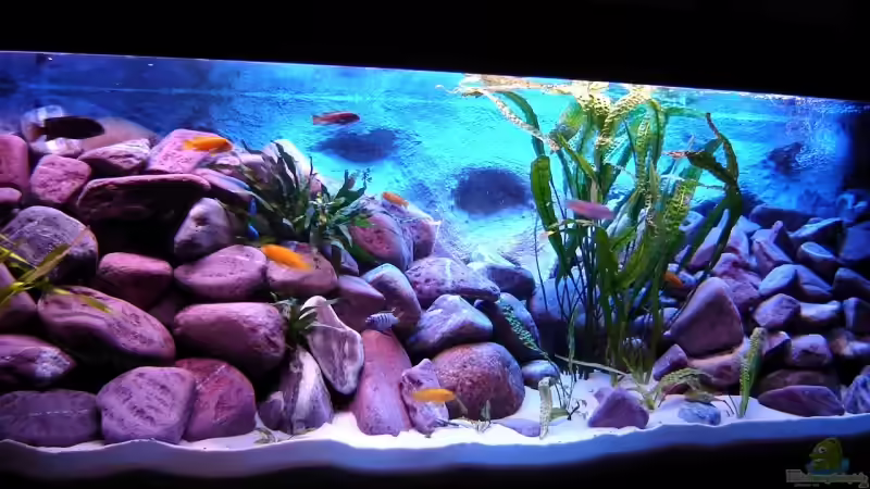 Aquarium Hauptansicht von 375L Mbuna - nur noch als Beispiel - Aquarium Hauptansicht von 375L Mbuna - nur noch als Beispiel -