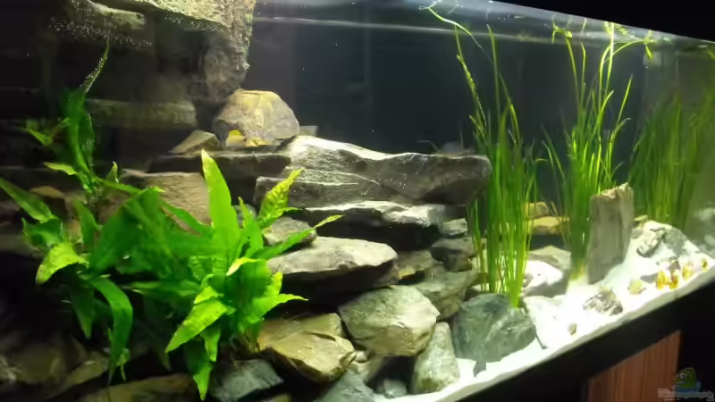 Aquarium Hauptansicht von 375l Tanganjika (Existiert nicht mehr!) Aquarium Hauptansicht von 375l Tanganjika (Existiert nicht mehr!)