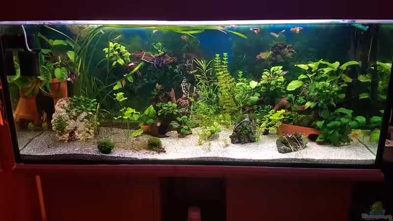Aquarium Hauptansicht von 450 Liter Aquarium Hauptansicht von 450 Liter