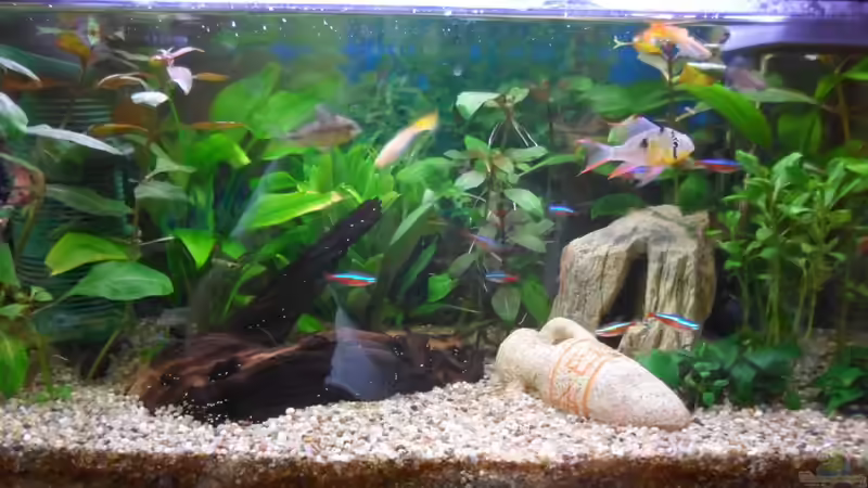 Aquarium Hauptansicht von 54 liter Gesellschaftsbecken Aquarium Hauptansicht von 54 liter Gesellschaftsbecken