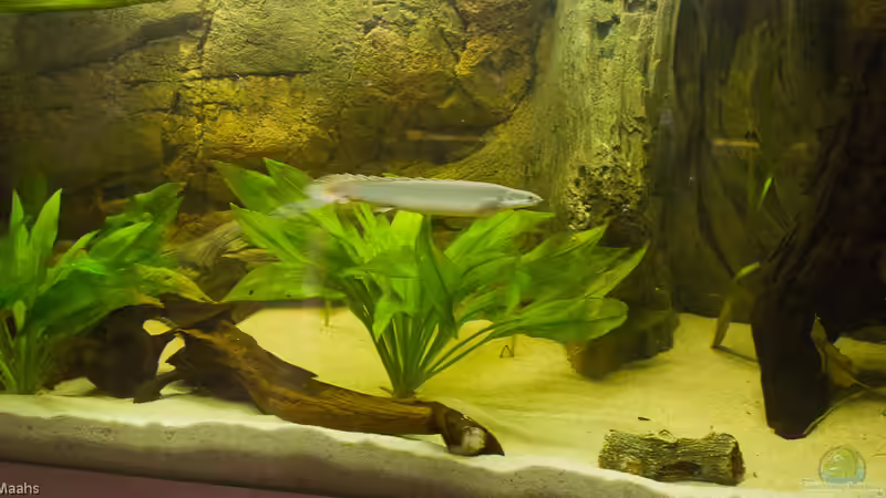 Aquarium Hauptansicht von 540er flösselhecht revier Aquarium Hauptansicht von 540er flösselhecht revier