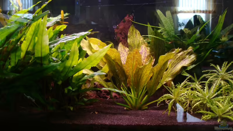 Aquarium Hauptansicht von 54er (abgebaut) Aquarium Hauptansicht von 54er (abgebaut)