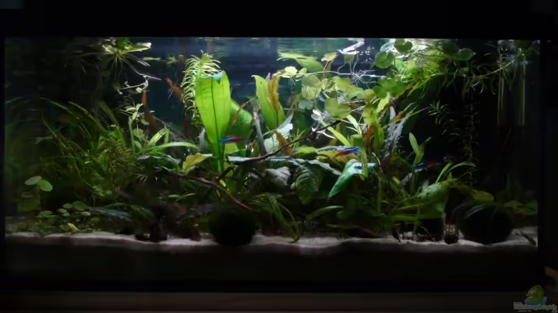 Aquarium Hauptansicht von 54l AQ Aquarium Hauptansicht von 54l AQ