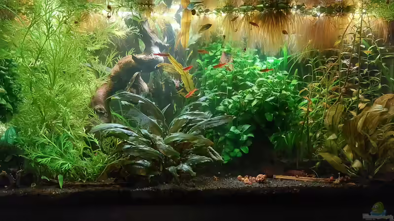 Aquarium Hauptansicht von 54l für Knurrer (aufgelöst) Aquarium Hauptansicht von 54l für Knurrer (aufgelöst)