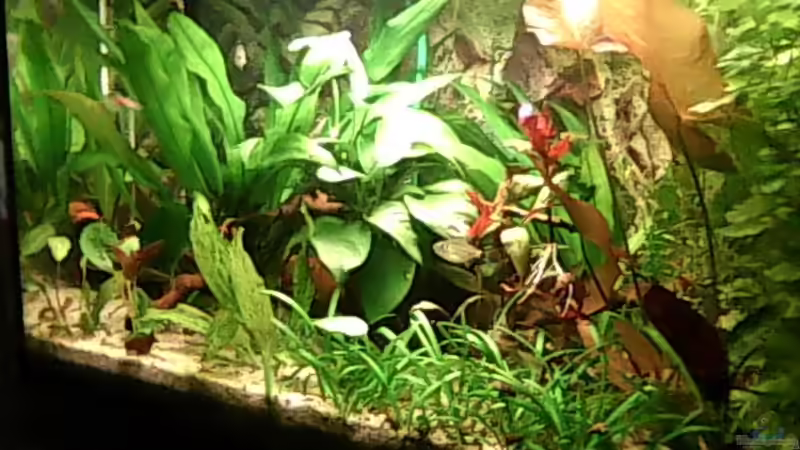 Aquarium Hauptansicht von 54L Glückseligkeit Aquarium Hauptansicht von 54L Glückseligkeit