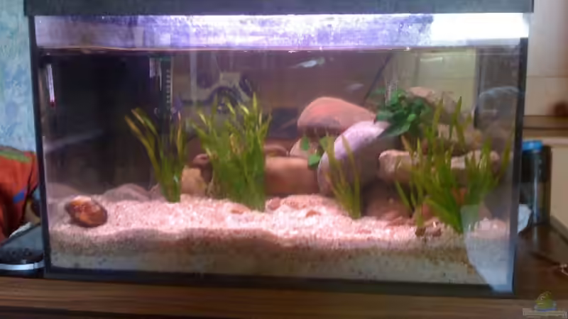 Aquarium Hauptansicht von 54l Tanganijka Aquarium Hauptansicht von 54l Tanganijka