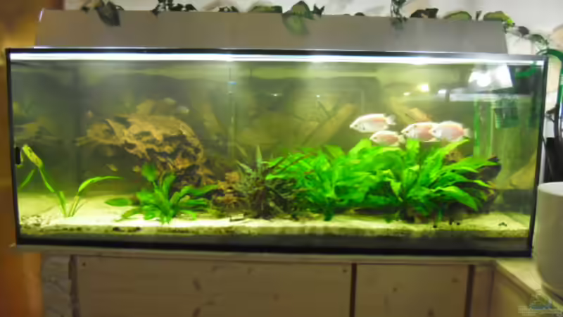Aquarium Hauptansicht von 575er Aquarium Hauptansicht von 575er