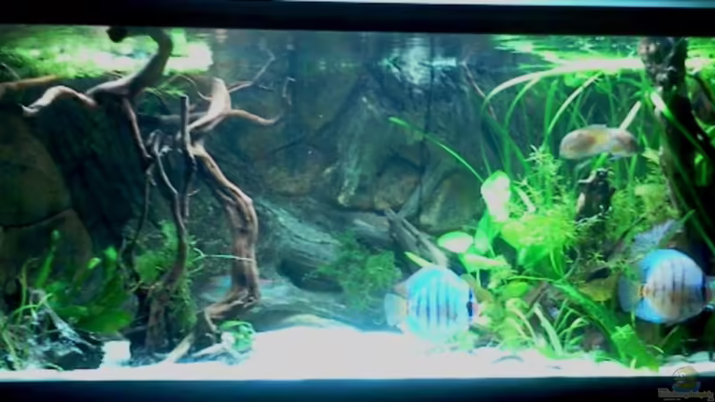 Aquarium Hauptansicht von 576Liter Amazonas! Aquarium Hauptansicht von 576Liter Amazonas!