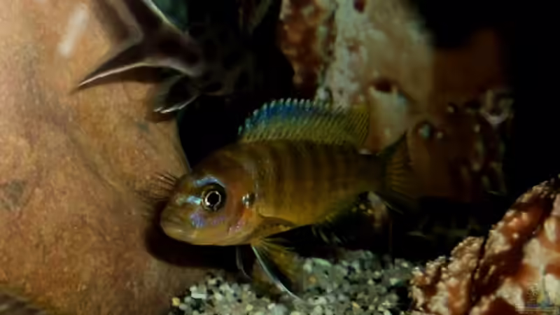 Aquarium Hauptansicht von 60 L Aufzucht-Malawi nur noch ein Beispiel Aquarium Hauptansicht von 60 L Aufzucht-Malawi nur noch ein Beispiel