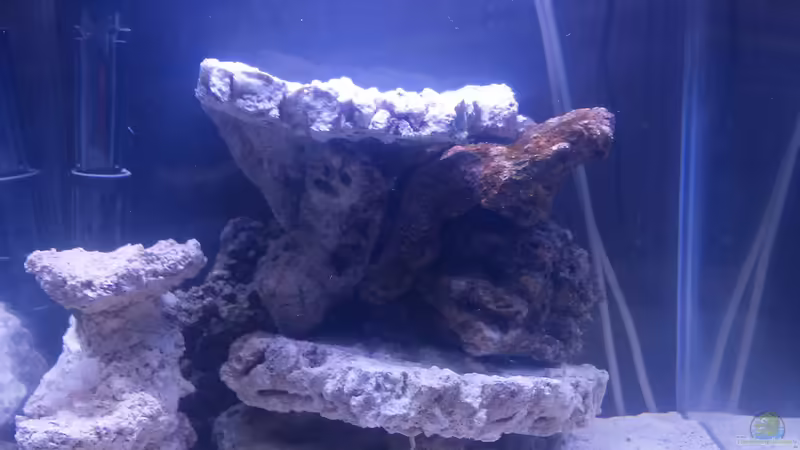 Aquarium Hauptansicht von 64er Cube Aquarium Hauptansicht von 64er Cube