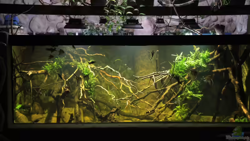 Aquarium Hauptansicht von 8.000L Aquarium Hauptansicht von 8.000L