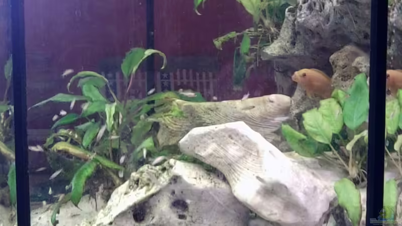 Aquarium Hauptansicht von 8 Eck Aquarium Hauptansicht von 8 Eck