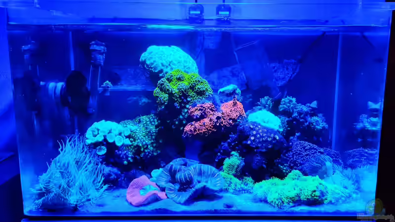 Aquarium Hauptansicht von 80 Liter Meerwasser in Bayreuth Aquarium Hauptansicht von 80 Liter Meerwasser in Bayreuth